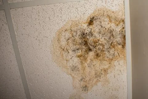 Phootography of water damage ceiling tile. Stock Photos