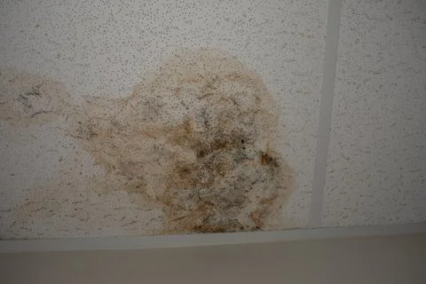 Phootography of water damaged ceiling tile. Stock Photos