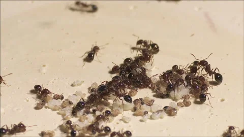 Phorid flies stinging ants Stock Footage 133201902