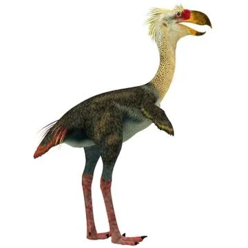 Phorusrhacos bird on white Stock Illustration
