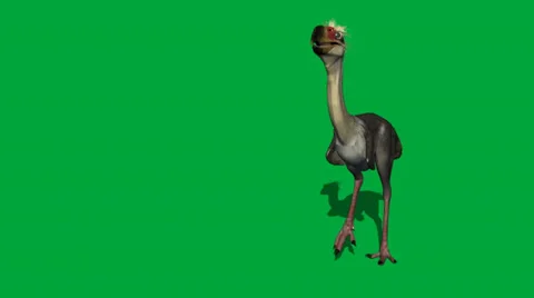 Phorusrhacos Moiving Forward FS Video stock 32846630