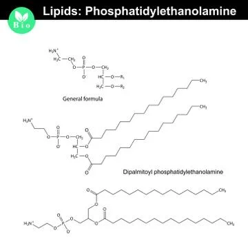 Phosphatidylethanolamine phospholipid molecule Stock-Illustration