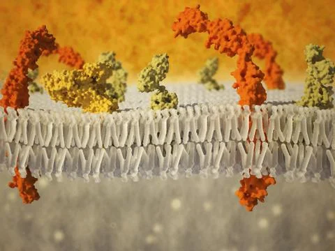 Phospholipid bilayer of the cell membrane. Computer graphic showing the Stock Illustration