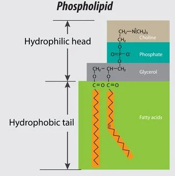 Phospholipid structure backbone vector labeled properly. choline group phosph Illustrazione stock