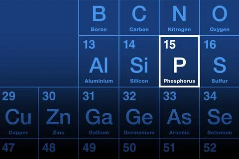 Phosphorus element on periodic table, with symbol P 스톡 일러스트