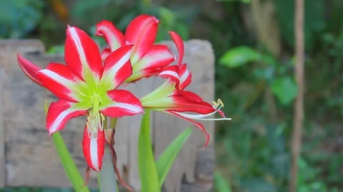 Photo of Amaryllis Hippeastrum Ruby Gem. Stock Footage 88274642