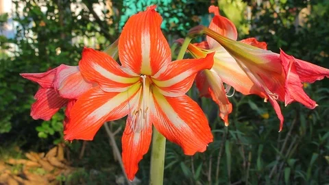 Photo of Amaryllis Hippeastrum Ruby Gem. Stock Footage 88274652
