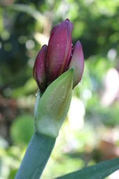 Photo of Amaryllis Hippeastrum Ruby Gem. Stock Photos