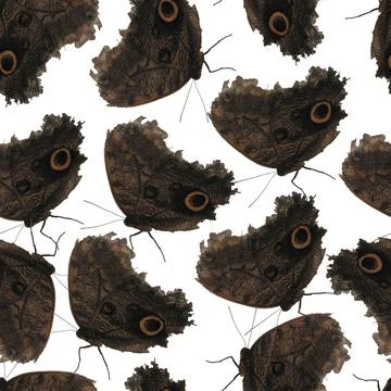 Photo and Digital Seamless Pattern with Black butterfly on white background. Illustration