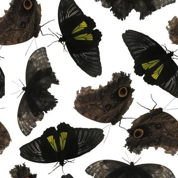 Photo and Digital Seamless Pattern with Black butterfly on white background. Stock Photos