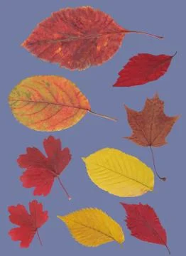 Photo of autumn leaves Stock Photos