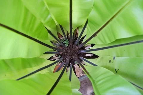 Photo as a background for the Asplenium scolopendrium type plant Stock Photos