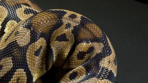 Photo of ball python in black background Photos