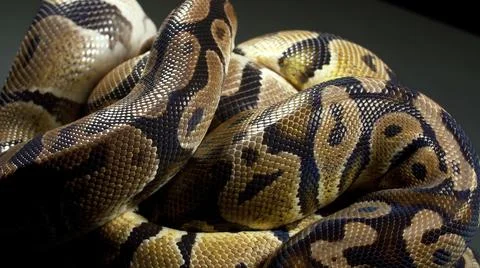 Photo of ball python on black table Stock Photos