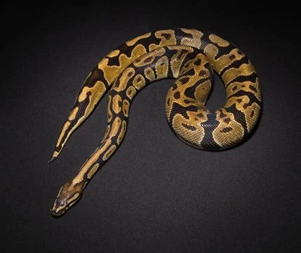 Photo of ball python Stock-Fotos