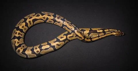 Photo of ball python's loop Stock Photos