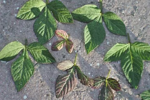 Photo of beautiful leaf pattern for background Stock Photos