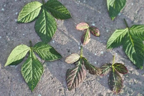 Photo of beautiful leaf pattern for background 写真素材
