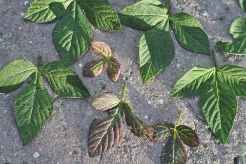 Photo of beautiful leaf pattern for background Stock Photos