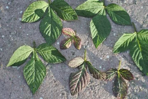 Photo of beautiful leaf pattern for background Stock Photos