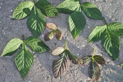 Photo of beautiful leaf pattern for background Stock Photos