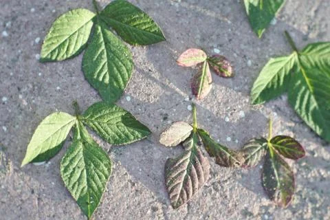 Photo of beautiful leaf pattern for background Stock Photos