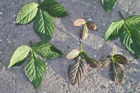 Photo of beautiful leaf pattern for background Foto stock