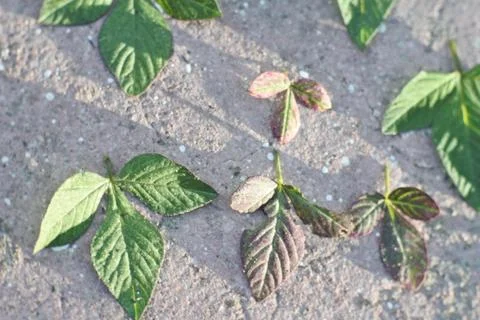 Photo of beautiful leaf pattern for background Stock Photos