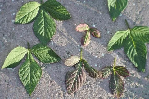 Photo of beautiful leaf pattern for background Stock Photos
