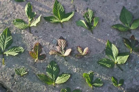 Photo of beautiful leaf pattern for background Stock Photos