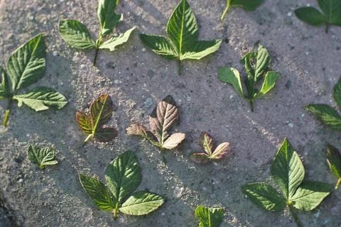 Photo of beautiful leaf pattern for background Foto stock