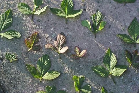 Photo of beautiful leaf pattern for background Stock Photos