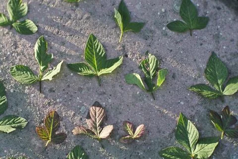 Photo of beautiful leaf pattern for background Stock Photos