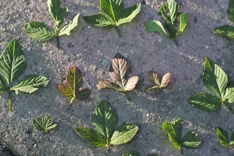 Photo of beautiful leaf pattern for background Stock Photos
