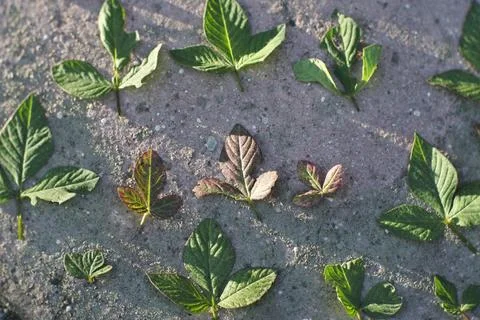Photo of beautiful leaf pattern for background Stock Photos