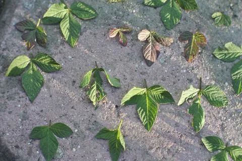 Photo of beautiful leaf pattern for background Stock Photos