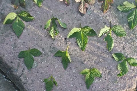 Photo of beautiful leaf pattern for background Stock Photos
