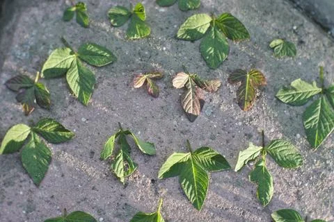 Photo of beautiful leaf pattern for background Stock Photos