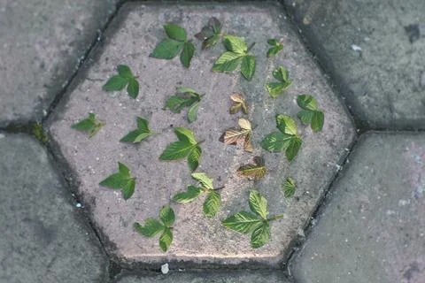 Photo of beautiful leaf pattern for background Stock Photos