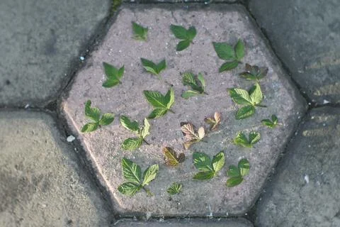 Photo of beautiful leaf pattern for background 스톡 사진