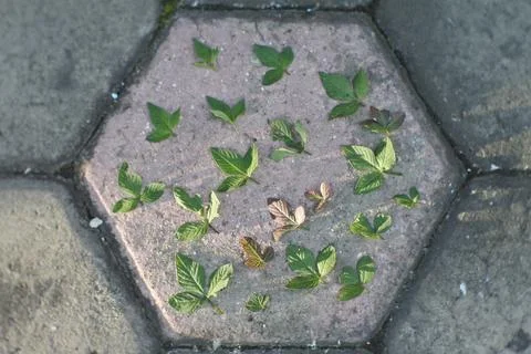 Photo of beautiful leaf pattern for background Stock Photos