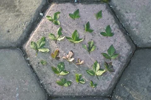 Photo of beautiful leaf pattern for background Foto stock