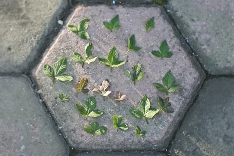 Photo of beautiful leaf pattern for background Stock Photos