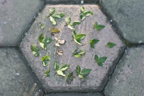 Photo of beautiful leaf pattern for background 스톡 사진