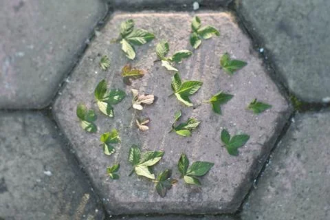 Photo of beautiful leaf pattern for background Stock Photos