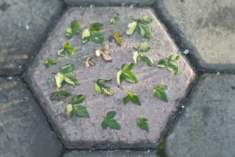 Photo of beautiful leaf pattern for background Foto stock