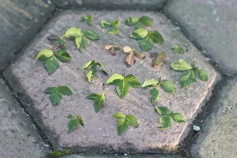 Photo of beautiful leaf pattern for background 스톡 사진