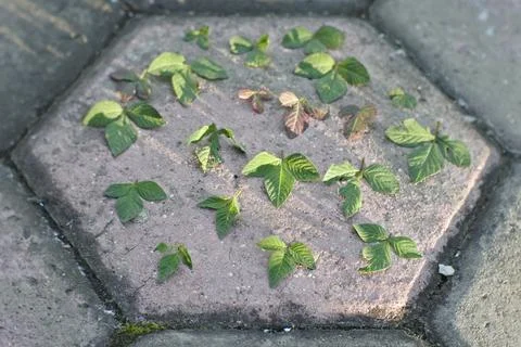 Photo of beautiful leaf pattern for background Foto stock