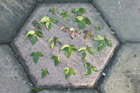 Photo of beautiful leaf pattern for background Stock Photos