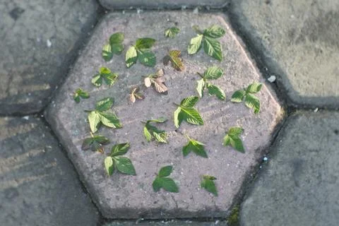 Photo of beautiful leaf pattern for background Foto stock